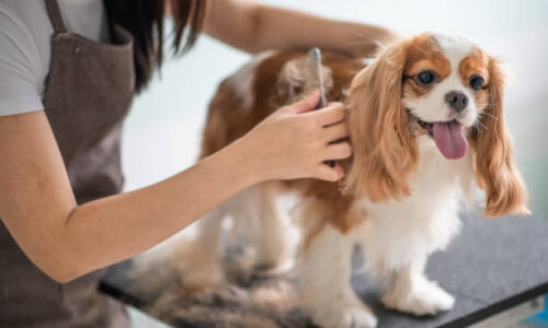 Pet Grooming Market